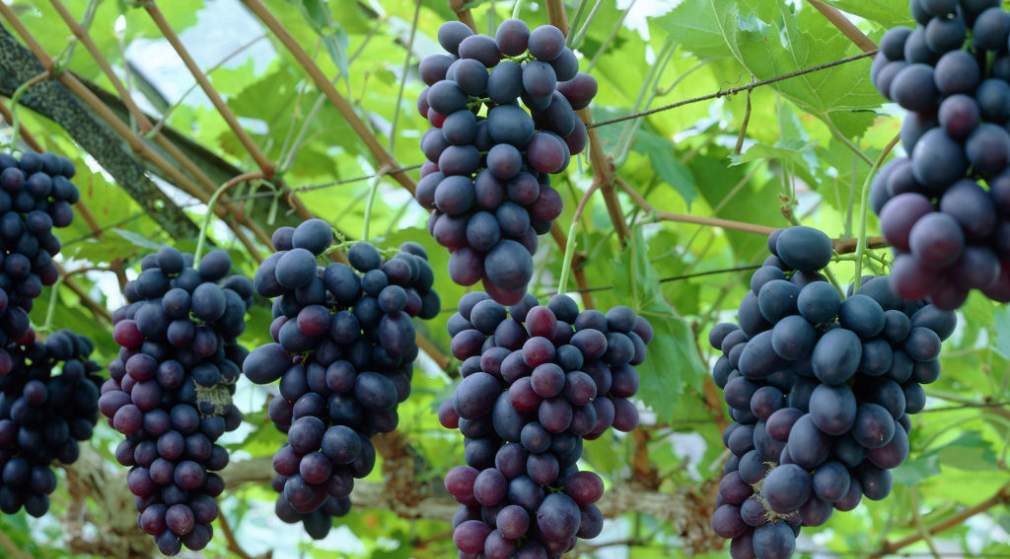 Vitis vinifera grapes